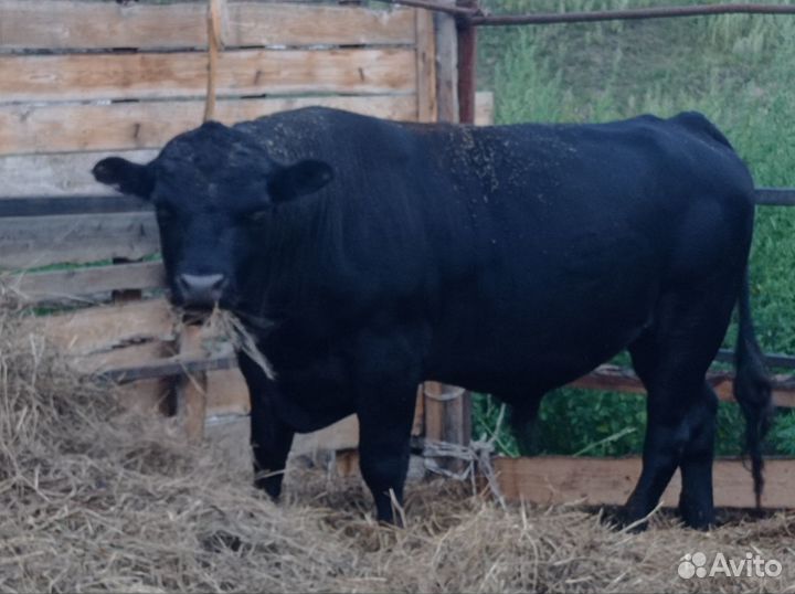Бык на племя Абердин Ангус