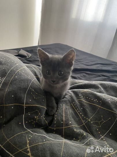 Отдам котенка
