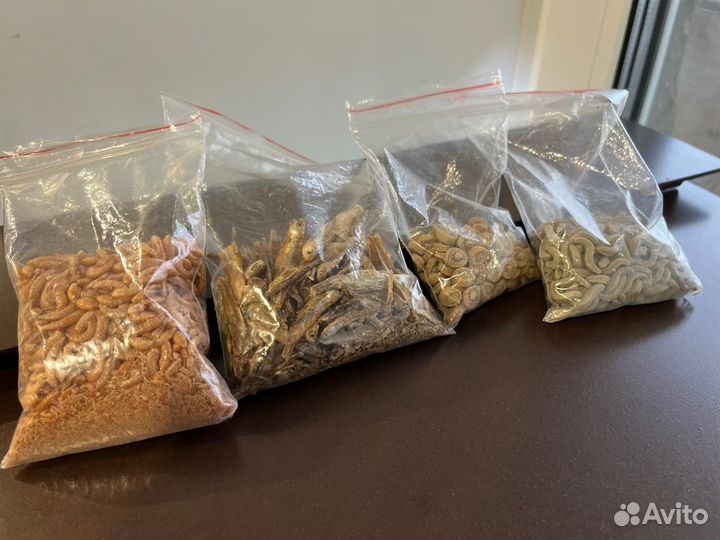 Аквариум акватерариум