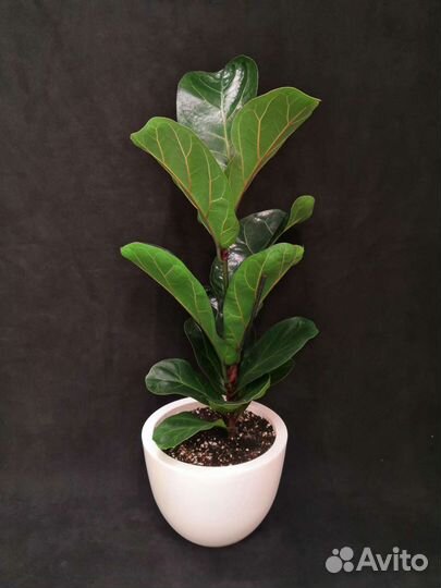 Фикус лирата бамбино в интерьерном горшке 17/65