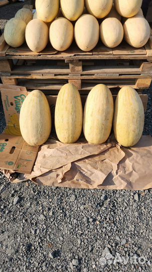 Арбуз оптом и розницу