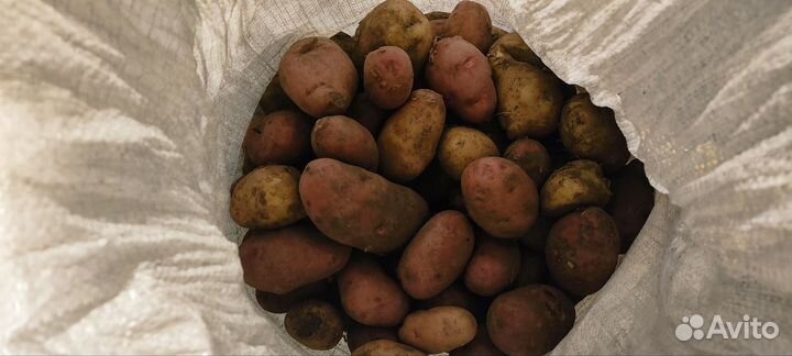 Продам картофель