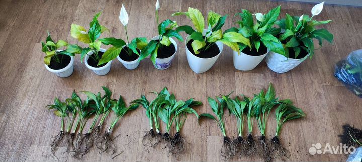 Спатифиллум, женское счастье