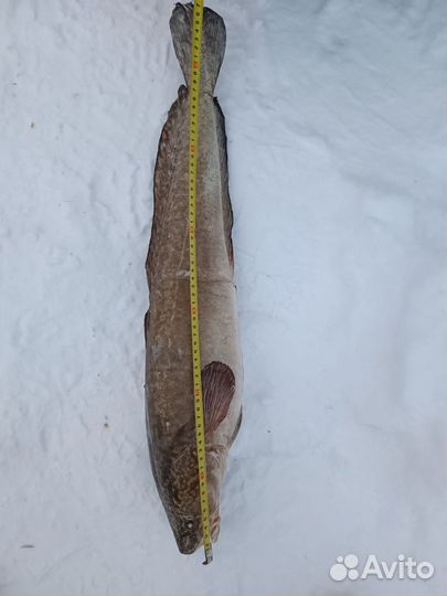 Рыба свежемороженая