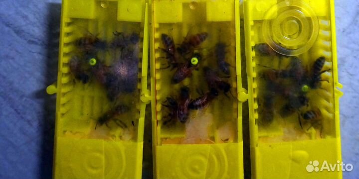 Bakfast f1, Пчеломатки Тамбов, отправляю