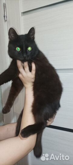 Котик в добрые руки