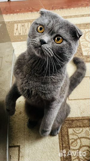 Шотландский кот вязка