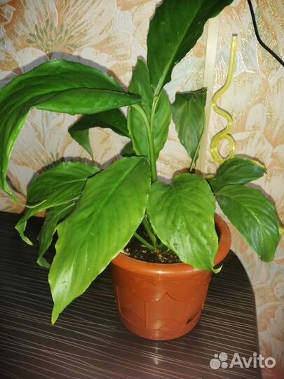 Спатифиллум