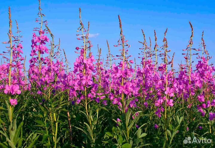 Продам Иван-чай