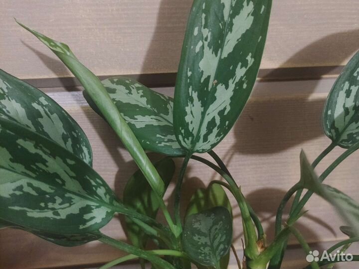 Аглаонема мария