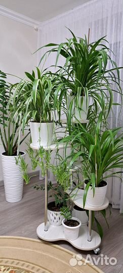 Комнатные растения