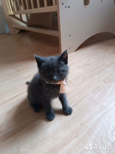 Британские котята