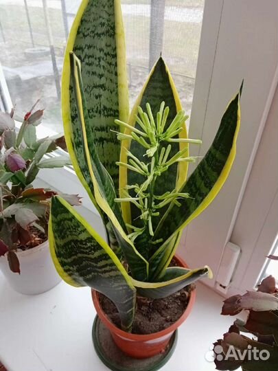 Сансевиерия Футура суперба