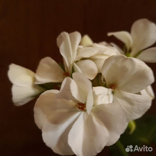 Пеларгония герань белая
