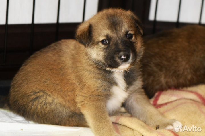 Щенок в добрые руки