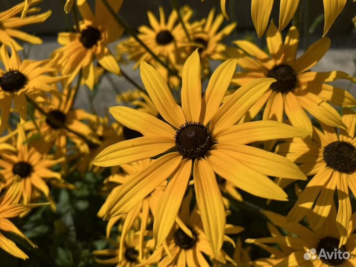 Многолетние растения рудбекия разных сортов