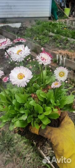 Маргаритки садовые, ландыши садовые