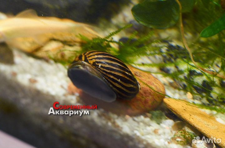 Улитки аквариумные