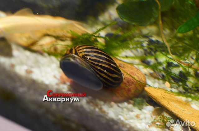 Улитки аквариумные
