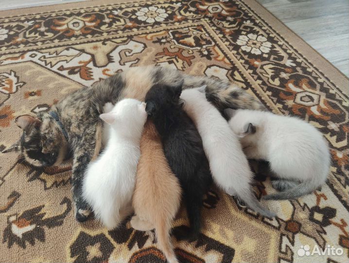 Котята отдам бесплатно