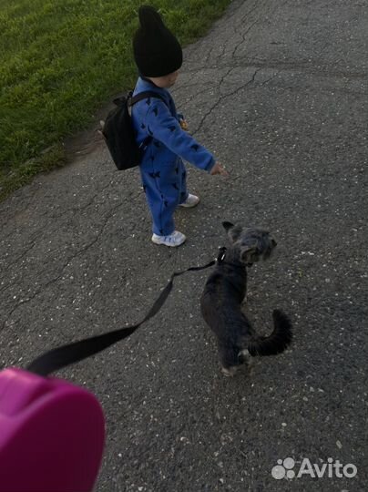 Собака йоркширский терьер