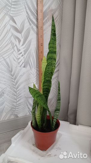 Комнатные цветы