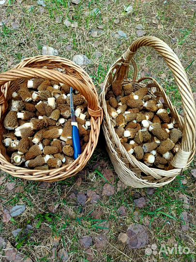 Сморчки свежие