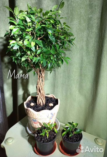 Фикус Наташа