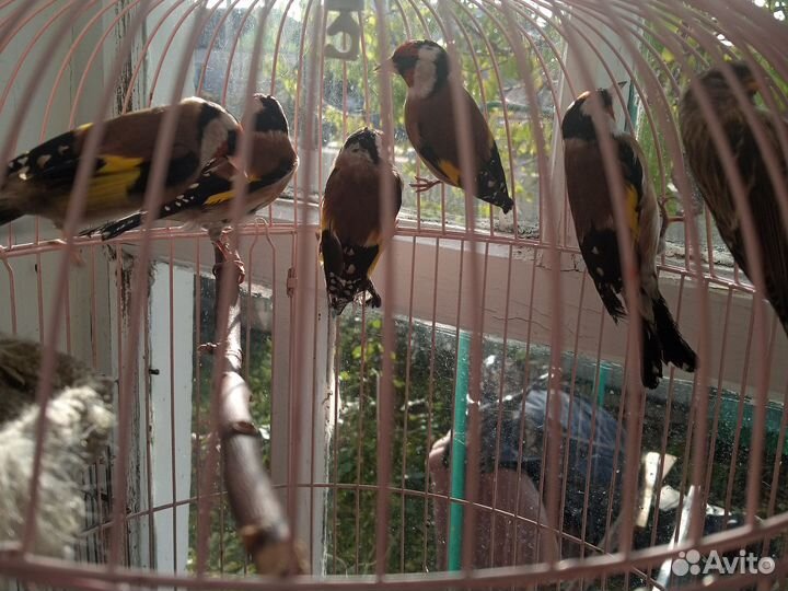 Певчие птицы