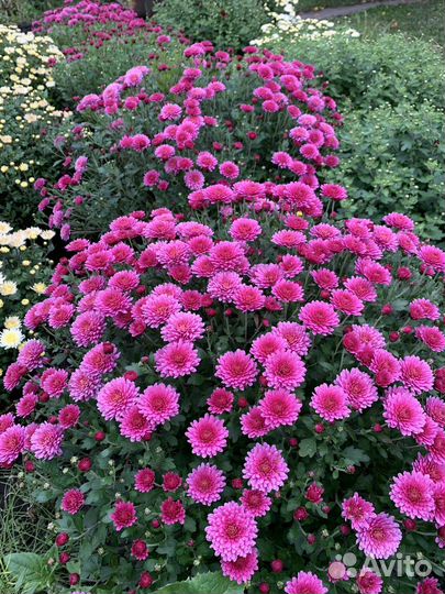 Хризантема мультифлора