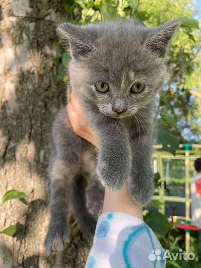 Отдам бесплатно котенка, девочка 2 месяца