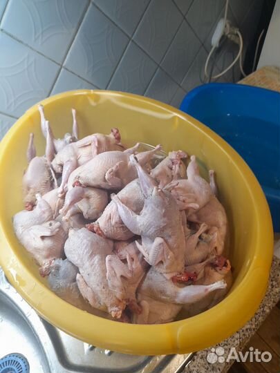 Мясо перепелиное