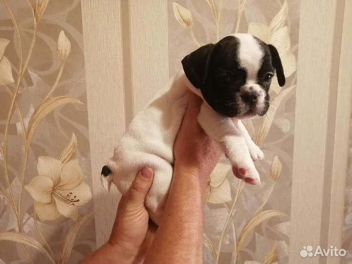 Французский бульдог щенки