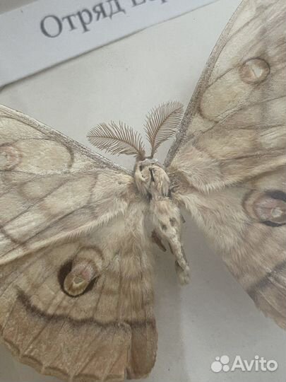 Репетитор по биологии