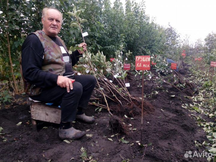 Саженцы плодовых и ягодных культур