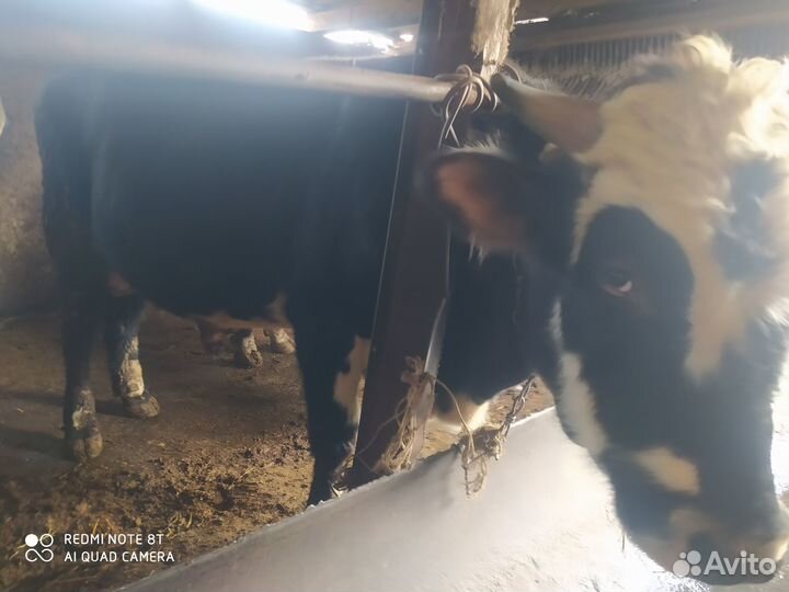 Быки на мясо или на племя