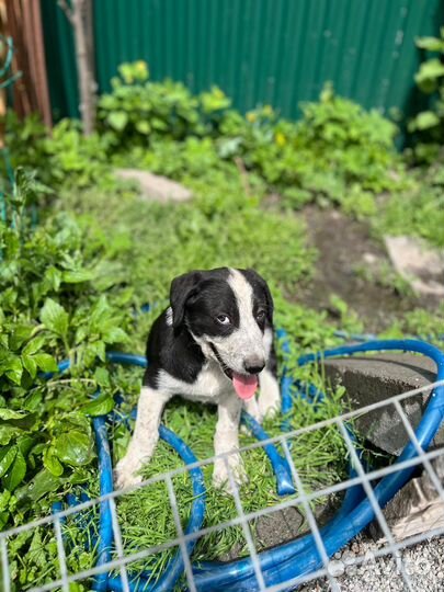 Щенок мальчик