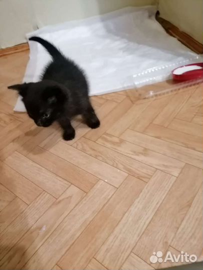 Кот