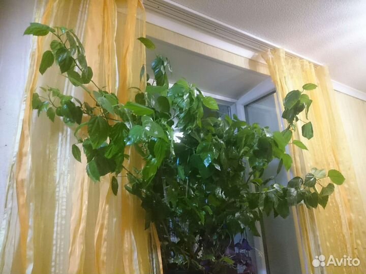 Китайская роза - Куст Гибискус большой