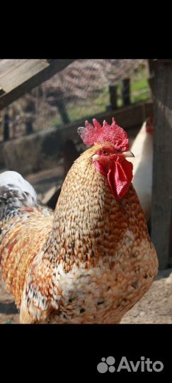 Петухи