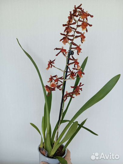 Орхидея Камбрия. Ароматная