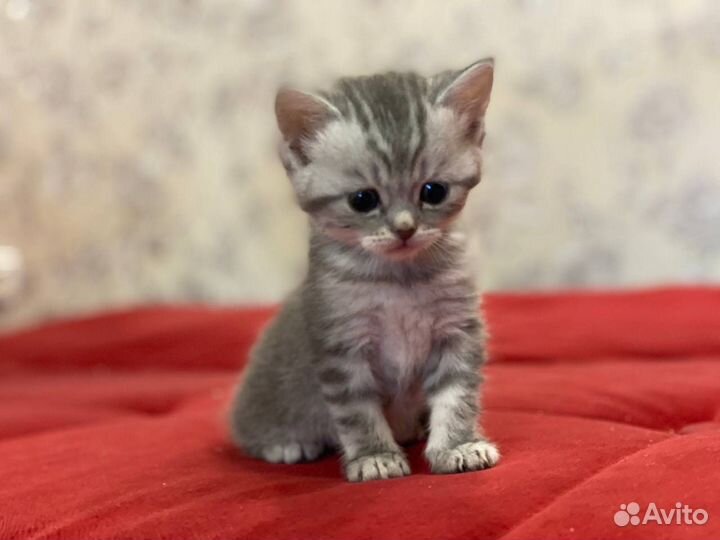 Шотландские вислоухие
