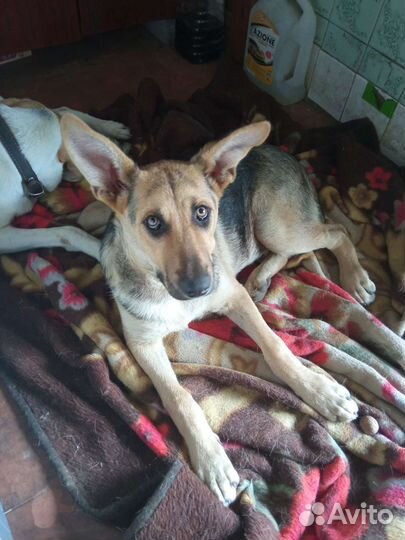 Щенок в добрые руки