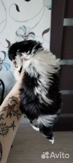 Щенки бивер йорка