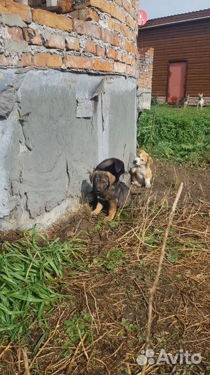 Отдам щенков в добрые руки бесплатно