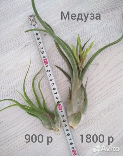 Тилландсия атмосферная часть 1