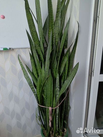 Комнатные цветы алоказия