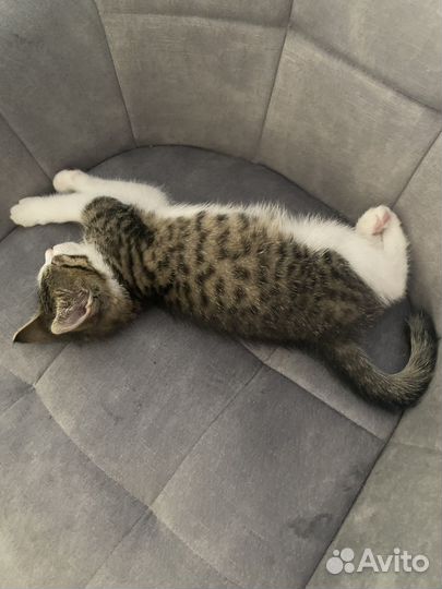 Котенок в дар бесплатно