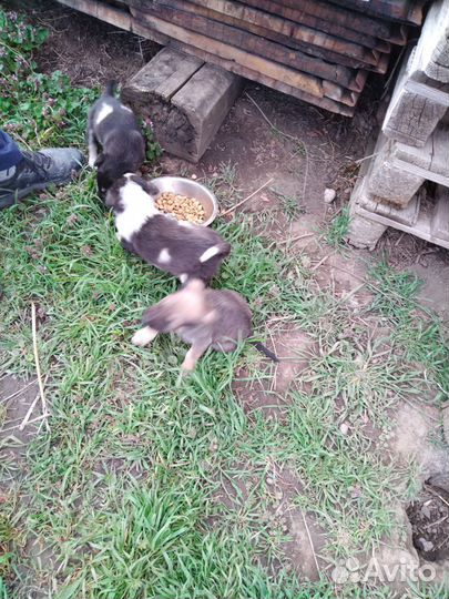 Охотничьи собаки щенки