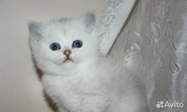 Серебристая шиншилла